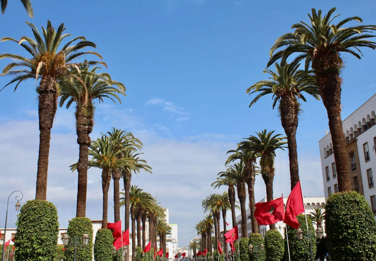 Palm trees planted in Mohammed VI avenue in capital Rabat.