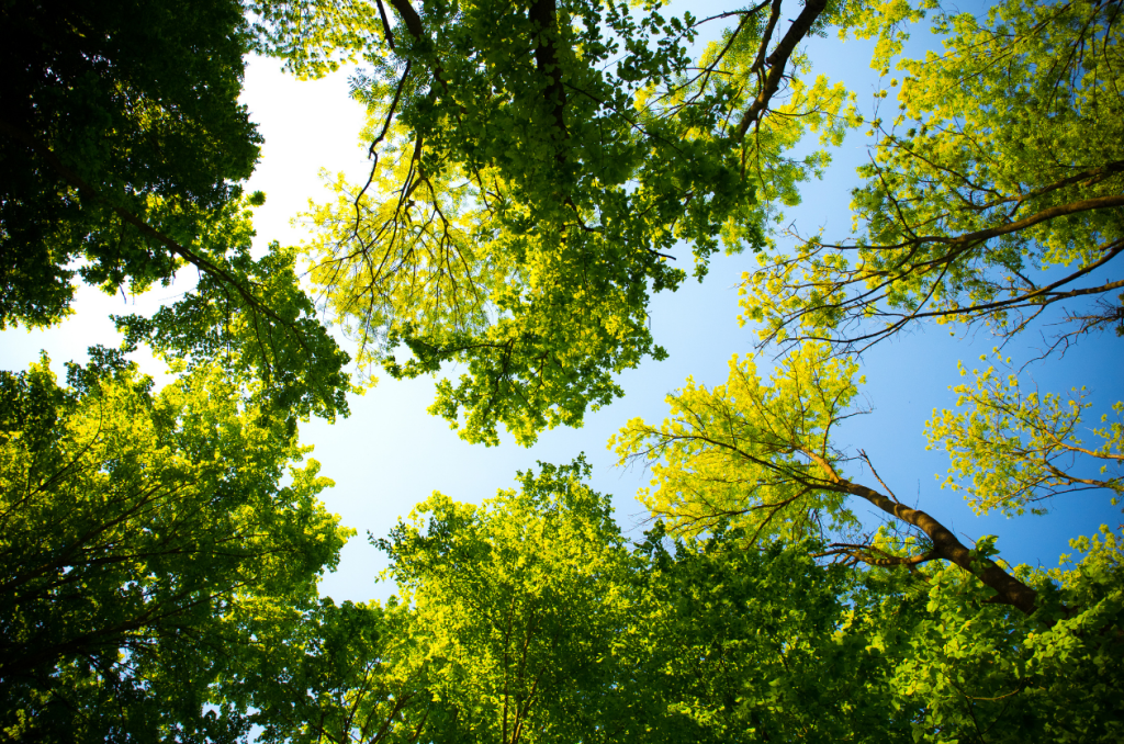 Tree cover in a forest