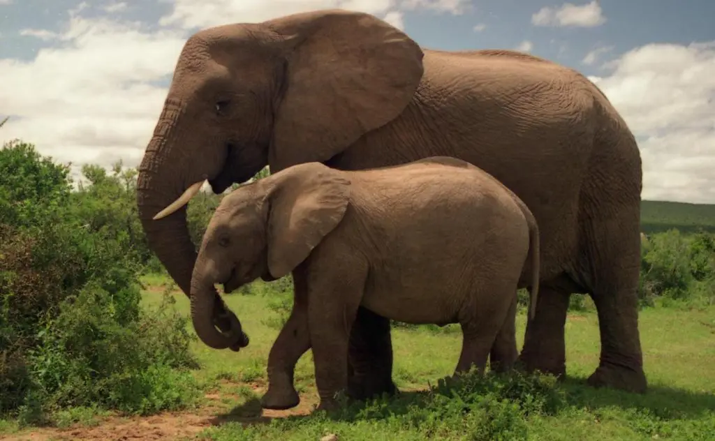 Addo Elephant National Park is in the Eastern Cape Province. Photo Credit: Brian Snelson via wikimedia.